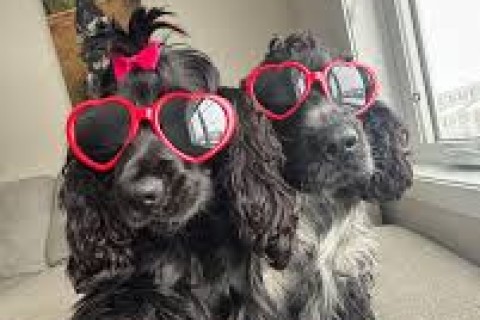 Surto grave provoca morte de centenas de cães no ES;